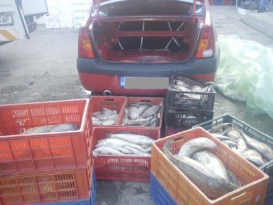 Peste 600 de kilograme de peşte şi icre, confiscate de Gardă